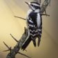 Downy woodpecker