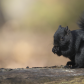 The Presidential Black Squirrel