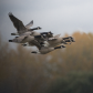 Canada geese in flight