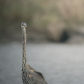 The long neck of the Great blue heron