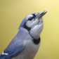 Blue Jay Portrait