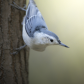 White-breasted nuthatch