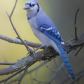 Blue Jay