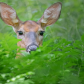White-tailed deer
