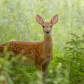 White-tailed fawn
