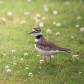 Killdeer enjoying rain drops