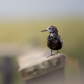 Black tern on a boardwalk