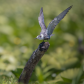 Black tern