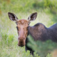 Moose look