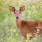 White-tailed deer