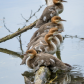 Merganser Family