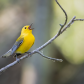 Prothonotary warbler singing