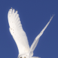 Snowy Owl in flight