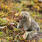 Foraging Pika