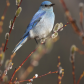 Mountain Blue Bird