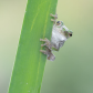 Tree Frog