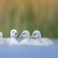Ugly Ducklings