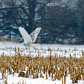Snowy Owl Over The Winter Corn Field
