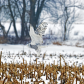 Over The Corn Field Flies The Snowy Owl