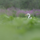 great egret