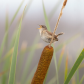 marsh Wren