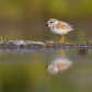 Piping plover chick