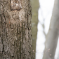 screech owl
