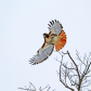 Red Tailed Hawk In Flight