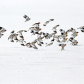 The Flight Of The Snow Buntings