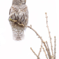 barred owl