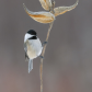 chickadee