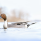 Pintail