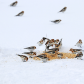 Squabbling