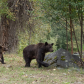 Mom And Cubs