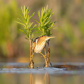 Bird Gymnastics