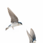 Swallows