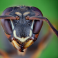 Wasp