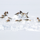 Squabbling Snow Buntings