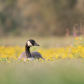canada goose