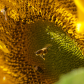 The bee's knees