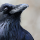 Reflections in the raven's eye