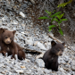 Black bear cubs
