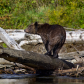Grizzly in the Log Jam