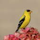 American Goldfinch