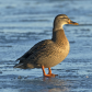 Female mallard