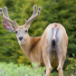 Mule Deer in Velvet
