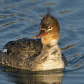 Female Red-breasted Merganser