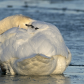 Mute swan