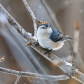 White-Breasted Nuthatch