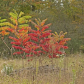 multi coloured Sumac